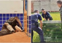 Tamanduá-bandeira é resgatado de dentro de creche em Potirendaba
