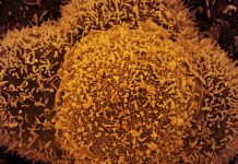 Anvisa: dois casos da variante Ômicron são identificados no Brasil