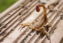 Votuporanga registra 620 acidentes com escorpiões neste ano