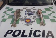 Homem é preso com munições e autuado por não declarar estoque de peixes nativos em Riolândia
