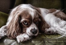 Após aprovação da Alesp, lei que obriga condomínios a denunciarem maus-tratos a animais é sancionada