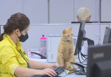 Gato ganha crachá de funcionário e vira ‘atendente’ do Poupatempo em Rio Preto