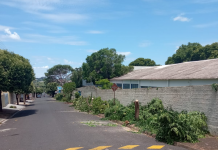 Corte de árvores em frente à Escola Enny Tereza Longo Fracaro causa revolta em vizinhos
