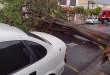 Árvore cai durante temporal e interdita rua no Centro de Rio Preto