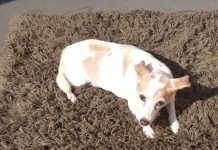 Polícia investiga morte de cachorra enforcada e agredida com socos em Votuporanga