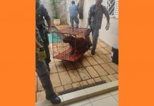 Capivara invade piscina de casa e resgate mobiliza bombeiros em Fernandópolis