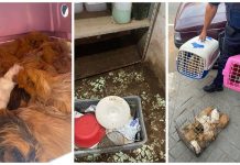 Patrulha Ambiental resgata 87 porquinhos-da-índia em Catanduva