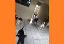 Mulher resgata 10 cães após inquilino dela abandonar casa e deixá-los na rua em Rio Preto