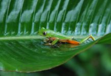 Perereca vista pela última vez há mais de 50 anos é redescoberta por pesquisadores no interior de SP