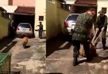 Capivara invade casa e resgate mobiliza policiais e guardas no Centro de Rio Preto