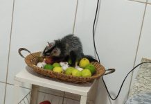 Gambá é resgatado por bombeiros após ‘invadir’ casa para comer manga