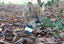Filhote de onça-parda que passou por cirurgia após ser atropelado por máquina agrícola volta a andar: ‘Gratificante’, diz veterinária