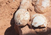 Ninhada de ovos de dinossauro é descoberta no interior paulista