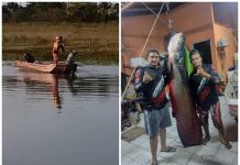 Jovem fisga pirarucu de mais de 115 quilos em rio de Cardoso: ‘Não foi fácil tirar da água’