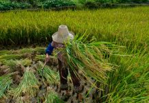 Ministério Público resgatou 1,6 mil pessoas em situação de escravidão em 2021