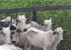 Mais de 430 cabeças de gado são resgatadas com desnutrição em fazenda de MS