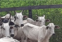 Mais de 430 cabeças de gado são resgatadas com desnutrição em fazenda de MS
