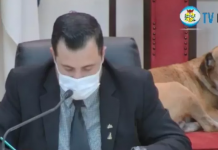 Cão chama atenção ao ser flagrado deitado em cadeira durante sessão da Câmara de Tanabi: ‘Tem total liberdade’