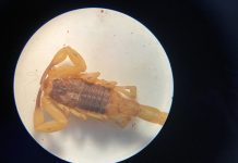 Limpeza adequada ainda é a melhor prevenção contra escorpiões