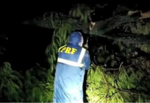 Árvore cai e interdita trecho da BR-153 em Rio Preto