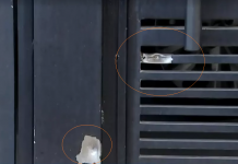 Casa de vereador é alvejada por tiros em Rio Preto