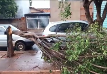Chuva forte derruba árvores em praça de Cardoso
