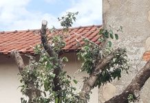 Com aumento da poda drástica Saev Ambiental inicia a notificação de moradores