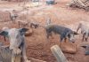 Polícia Ambiental resgata mais de 20 porcos em situação de maus-tratos em Fernandópolis