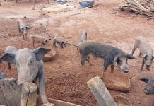 Polícia Ambiental resgata mais de 20 porcos em situação de maus-tratos em Fernandópolis