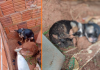 Polícia Ambiental multa homem em R$ 18 mil por maus-tratos a cinco cães em Votuporanga