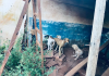Agentes resgatam 24 cães em situação de maus-tratos em casa de Rio Preto