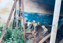 Agentes resgatam 24 cães em situação de maus-tratos em casa de Rio Preto