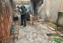 Trio é autuado após ser flagrado com 49 aves silvestres em cativeiro em Rio Preto
