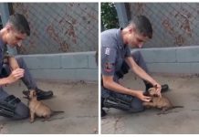 Filhote de pastor belga viraliza com prévia de adestramento para canil da PM; vídeo