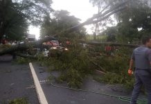 Árvore cai em cima de carro e mata três pessoas em rodovia entre Ibirá e Uchoa