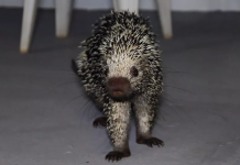 Porco-espinho é resgatado após ‘invadir’ casa em condomínio de Rio Preto