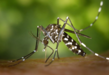 Votuporanga confirma duas mortes por dengue em 2022