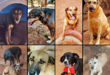 Ataque de abelhas em abrigo mata nove cães em Rio Preto