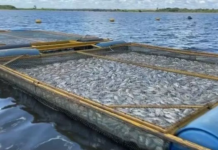 Criador de tilápias estima ter tido prejuízo de quase R$ 1 milhão com milhares de peixes encontrados mortos