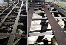 Polícia Ambiental prende quadrilha suspeita de furtar mais de 30 cabeças de gado