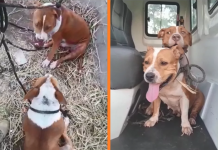 Pitbulls são resgatados às margens da Rodovia BR-153 entre Bady Bassitt e Rio Preto