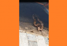 Jiboia cai de caminhonete e é resgatada na frente de loja de produtos agropecuários em Fernandópolis