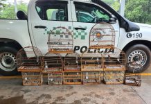 Polícia Ambiental resgata 13 aves silvestres mantidas irregularmente em cativeiro