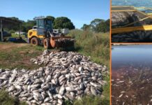 Cetesb investiga morte de peixes em rio de Cardoso