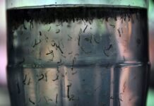 Rio Preto confirma duas mortes por dengue em março