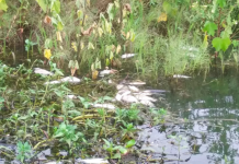 Pescadores encontram peixes mortos no rio Tietê em Buritama