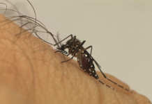 Jales confirma a primeira morte por dengue neste ano