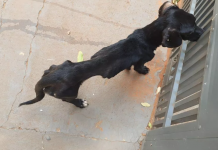Cães são resgatados em situação de abandono em casa de Birigui; moradora foi multada em R$ 6 mil