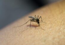 Com duas mortes por dengue, Votuporanga decreta estado de epidemia