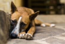 “Abril Laranja”: CPVA de Votuporanga destaca campanha contra maus-tratos aos animais